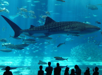 Istanbul Aquarium Ticket & Shuttle