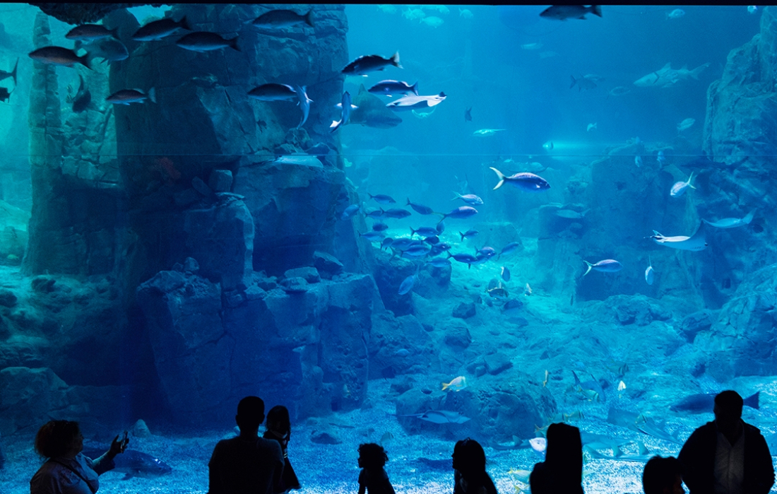 Istanbul Aquarium Ticket & Shuttle