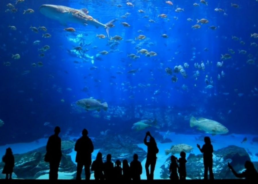 Istanbul Aquarium Ticket & Shuttle