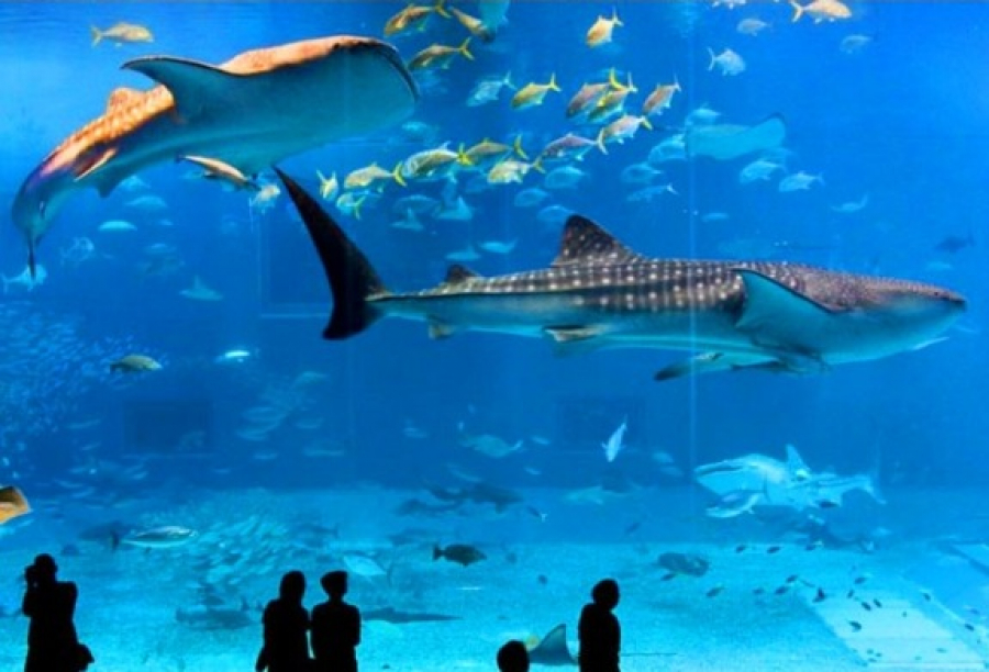 Istanbul Aquarium Ticket & Shuttle