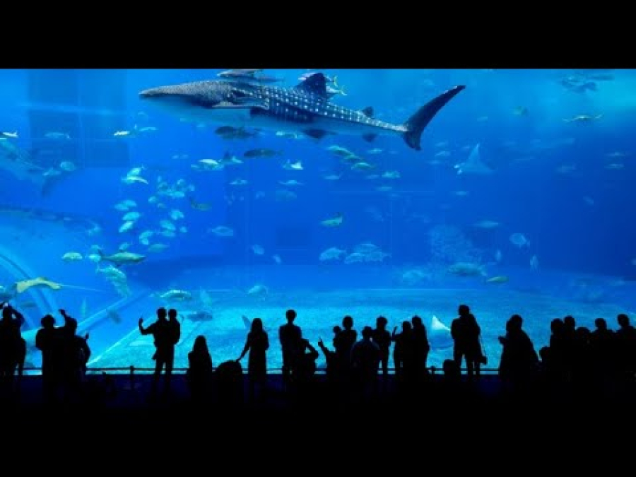 Istanbul Aquarium Ticket & Shuttle
